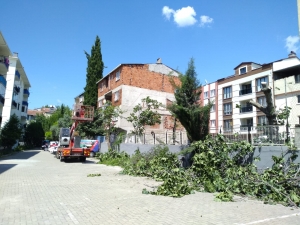 Osmangazi/Emek Ağaç Budama Çalışması