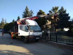 Nilüfer/Bursa Palmiye Ağacı Budama Çalışması